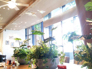 陽射しが差し込む店内。あちこちに観葉植物の鉢が置かれている。